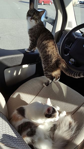 transporte mascotas en carro